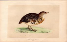 Andalusian Quail Rev Morris Antique History of British Birds Engraving.