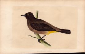 Gold-Vented Thrush Rev Morris Antique History of British Birds Engraving.