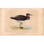 Red Necked Phalarope Rev Morris Antique History of British Birds Engraving.