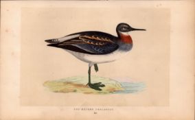 Red Necked Phalarope Rev Morris Antique History of British Birds Engraving.