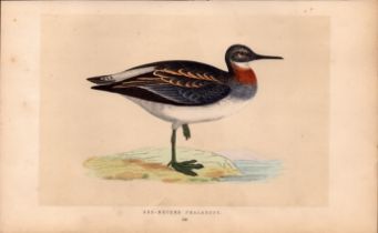 Red Necked Phalarope Rev Morris Antique History of British Birds Engraving.