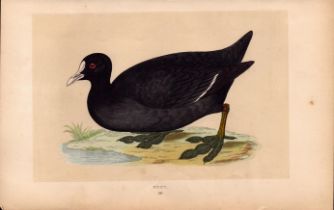 Coot Rev Morris Antique History of British Birds Engraving.