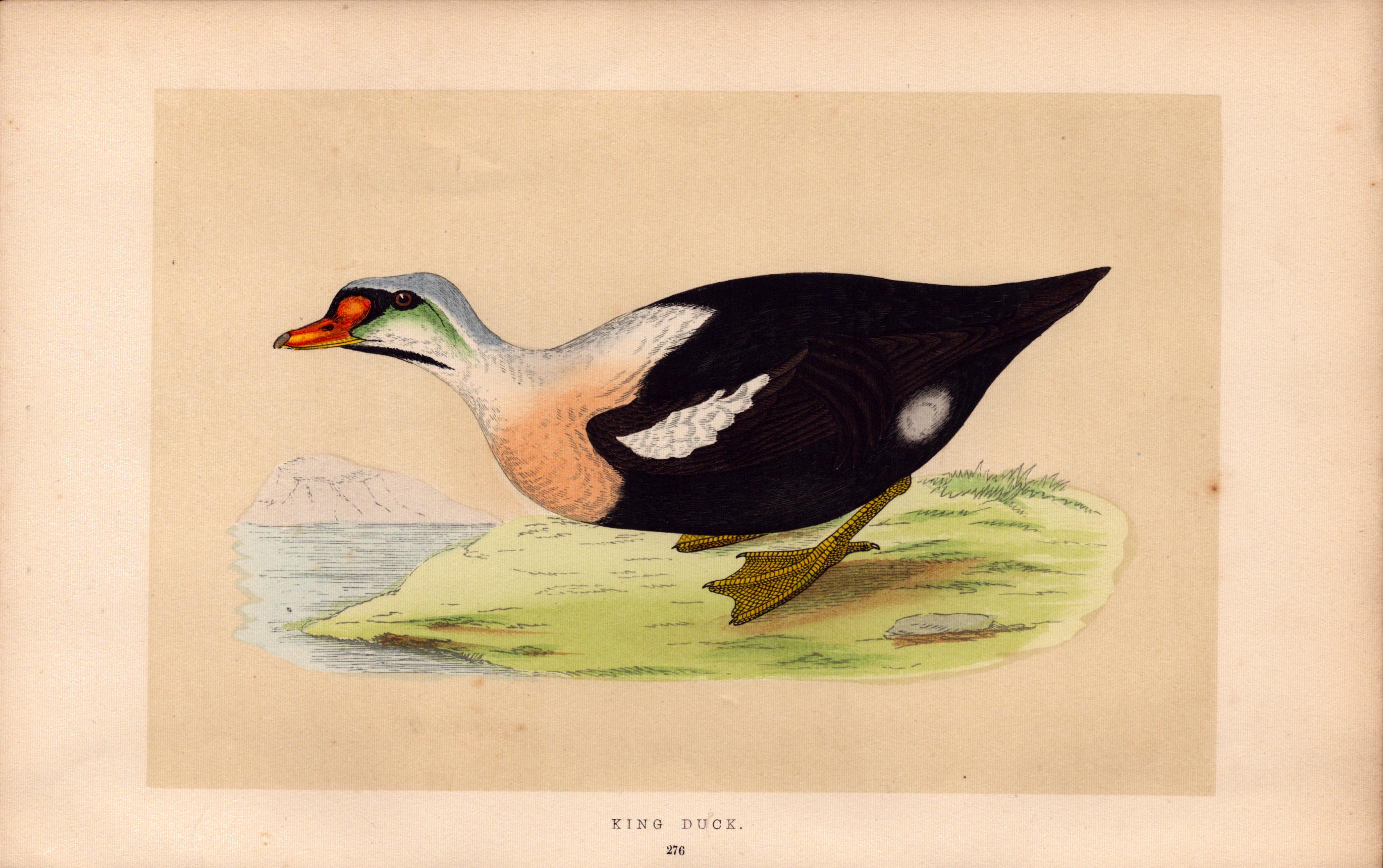 King Duck Rev Morris Antique History of British Birds Engraving.