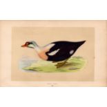 King Duck Rev Morris Antique History of British Birds Engraving.