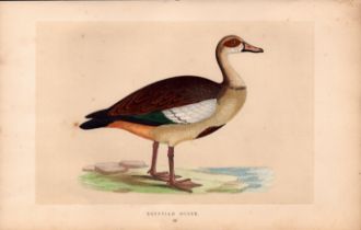 Egyptian Goose Rev Morris Antique History of British Birds Engraving.