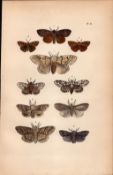 Rev Morris British Moths 1896 Antique Hand-Coloured Lithograph -28.
