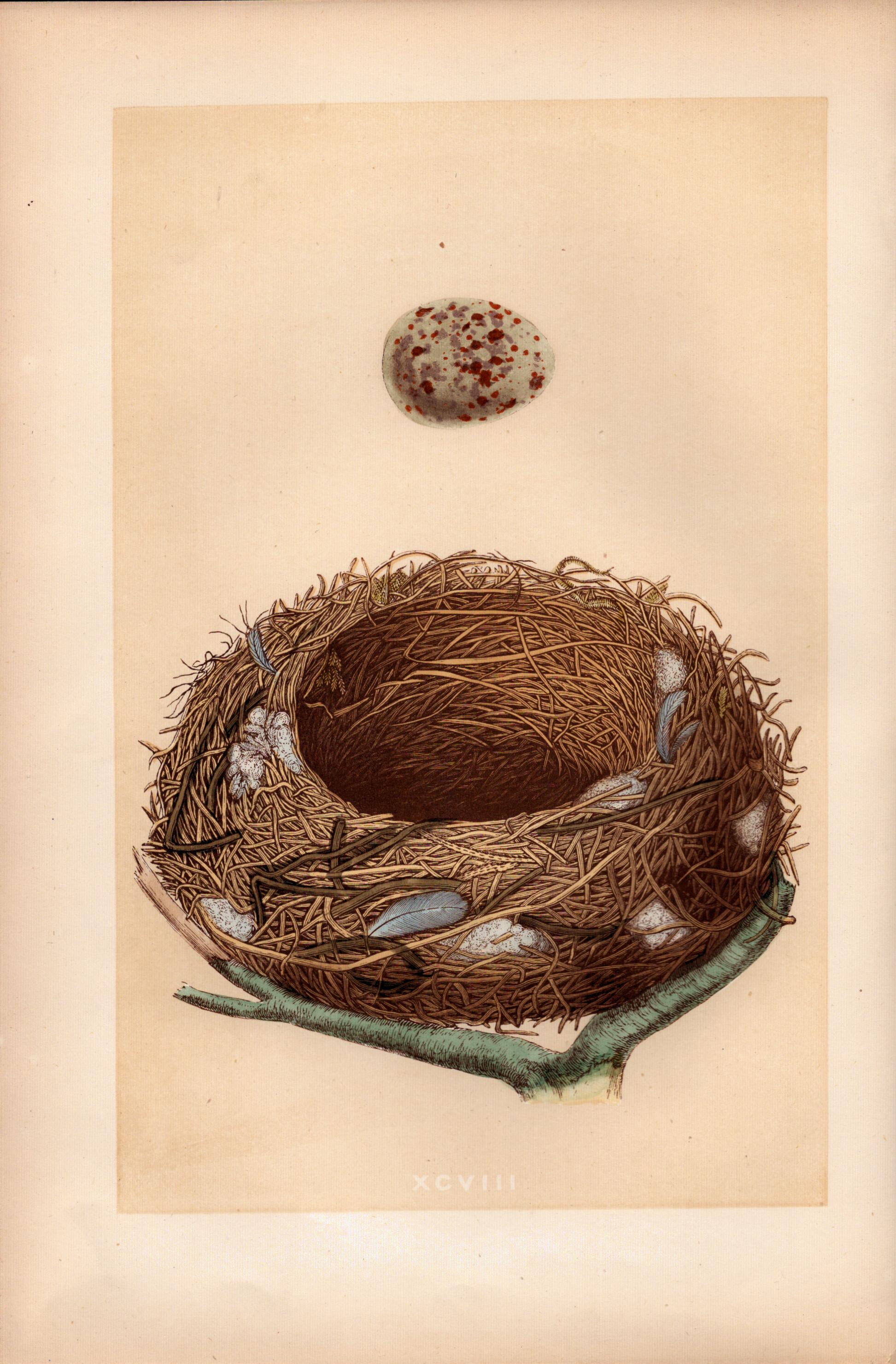 Missel Thrush Antique Coloured Engraving Rev Morris Nests & Eggs-37.