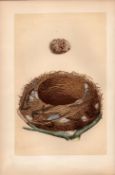 Missel Thrush Antique Coloured Engraving Rev Morris Nests & Eggs-37.