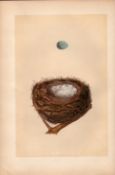 Redpole 1875 Antique Coloured Engraving Rev Morris Nests & Eggs-19.