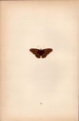 Albin’s Hampstead Eye Coloured Antique Butterfly Plate Rev Morris-95.