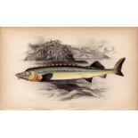 Huso Beluga Sturgeon 1869 Antique Johnathan Couch Coloured Engraving.
