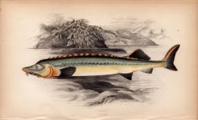 Huso Beluga Sturgeon 1869 Antique Johnathan Couch Coloured Engraving.