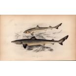 The Tope & Young Shark 1869 Antique Johnathan Couch Coloured Engraving.