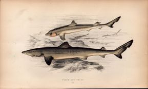 The Tope & Young Shark 1869 Antique Johnathan Couch Coloured Engraving.