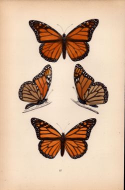 The Monarch Hand Coloured Antique Butterfly Plate Rev Morris-71.