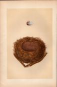 Bullfinch 1875 Antique Coloured Engraving Rev Morris Nests & Eggs-23.