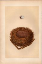 Bullfinch 1875 Antique Coloured Engraving Rev Morris Nests & Eggs-23.