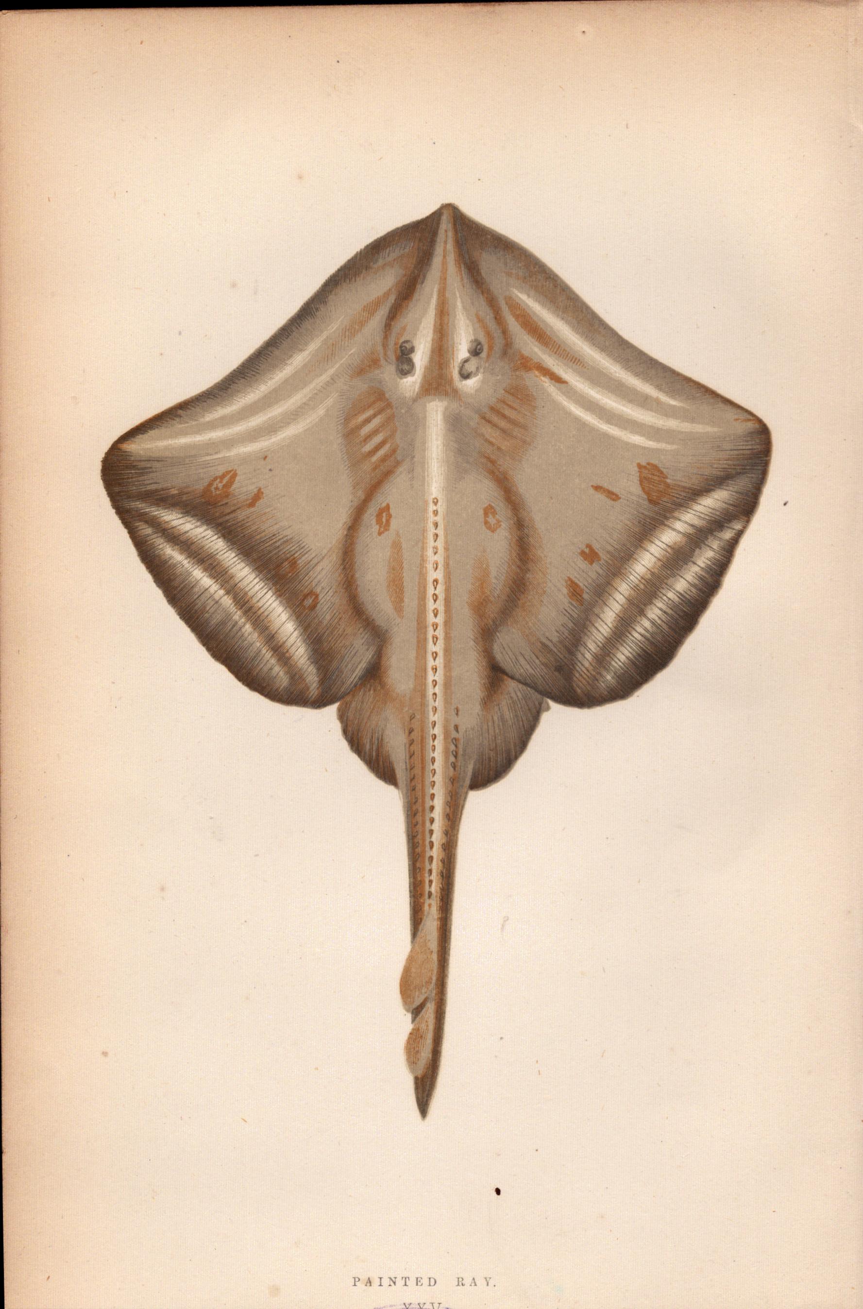 Painted Ray 1869 Antique Johnathan Couch Coloured Engraving.