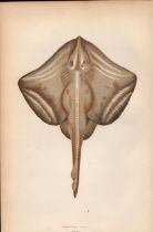 Painted Ray 1869 Antique Johnathan Couch Coloured Engraving.