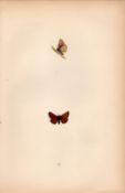 Scarce Small Skipper Hand Coloured Antique Butterfly Plate Rev Morris-196.