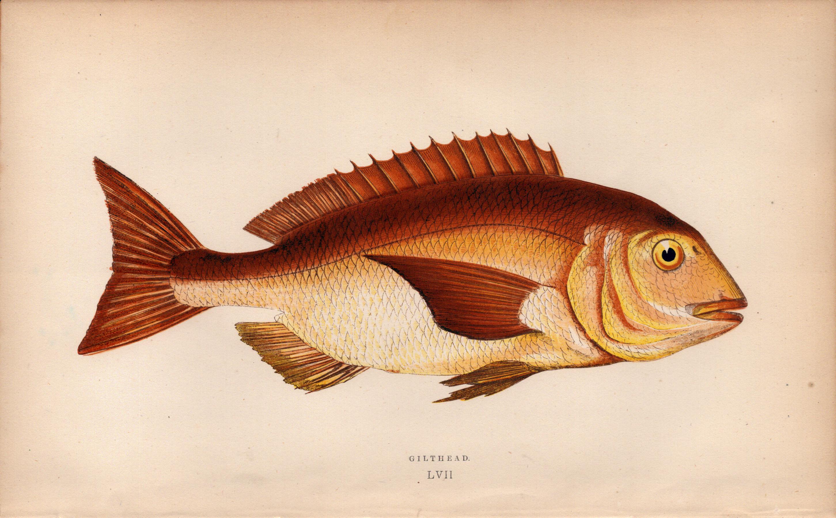 Gilt-Head Bream 1869 Antique Johnathan Couch Coloured Engraving.