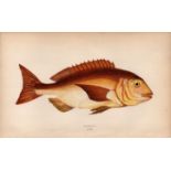 Gilt-Head Bream 1869 Antique Johnathan Couch Coloured Engraving.