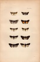 Rev Morris British Moths 1896 Antique Hand-Coloured Lithograph -16.