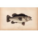 Stone Bass 1869 Antique Johnathan Couch Coloured Engraving.