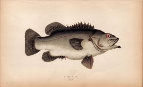 Stone Bass 1869 Antique Johnathan Couch Coloured Engraving.