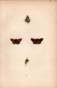 Silver Spotted Skipper Coloured Antique Butterfly Plate Rev Morris-192.