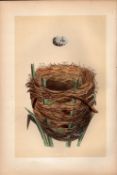 Great Sedge Warbler Antique Engraving Rev Morris Nests & Eggs-83.