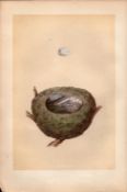 Goldfinch 1875 Antique Coloured Engraving Rev Morris Nests & Eggs-13.