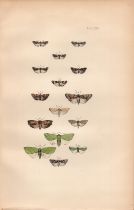 Rev Morris British Moths 1896 Antique Hand-Coloured Lithograph -12.