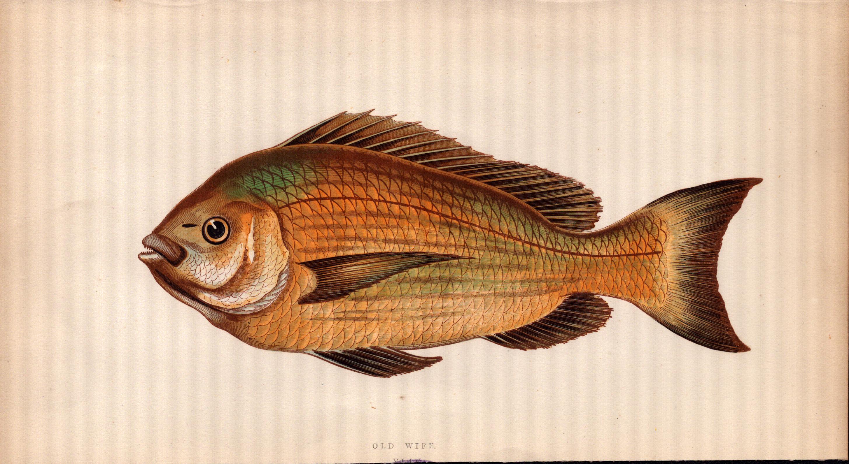 Old Wife 1869 Antique Johnathan Couch Coloured Fish Engraving.