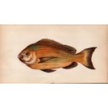Old Wife 1869 Antique Johnathan Couch Coloured Fish Engraving.
