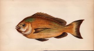 Old Wife 1869 Antique Johnathan Couch Coloured Fish Engraving.