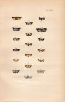 Rev Morris British Moths 1896 Antique Hand-Coloured Lithograph -13.