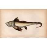 Artic Chimaera 1869 Antique Johnathan Couch Coloured Engraving.