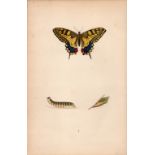 Swallow Tail Hand Coloured Antique Butterfly Plate Rev Morris-1.