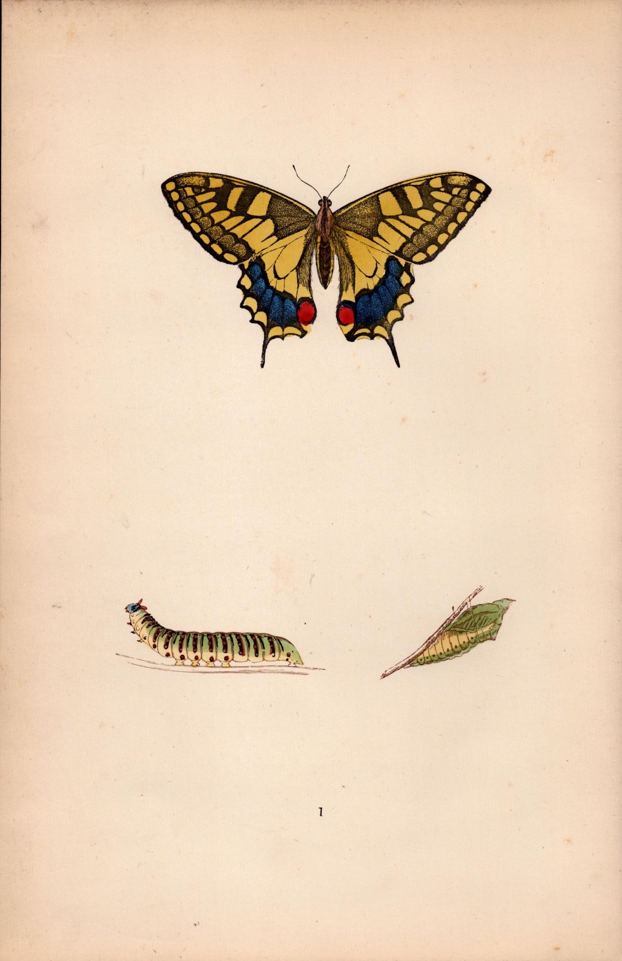 Swallow Tail Hand Coloured Antique Butterfly Plate Rev Morris-1.