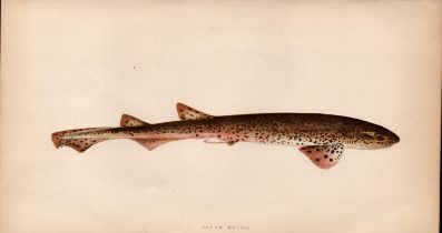 Rough Hound Shark Antique 1869Johnathan Couch Coloured Engraving.