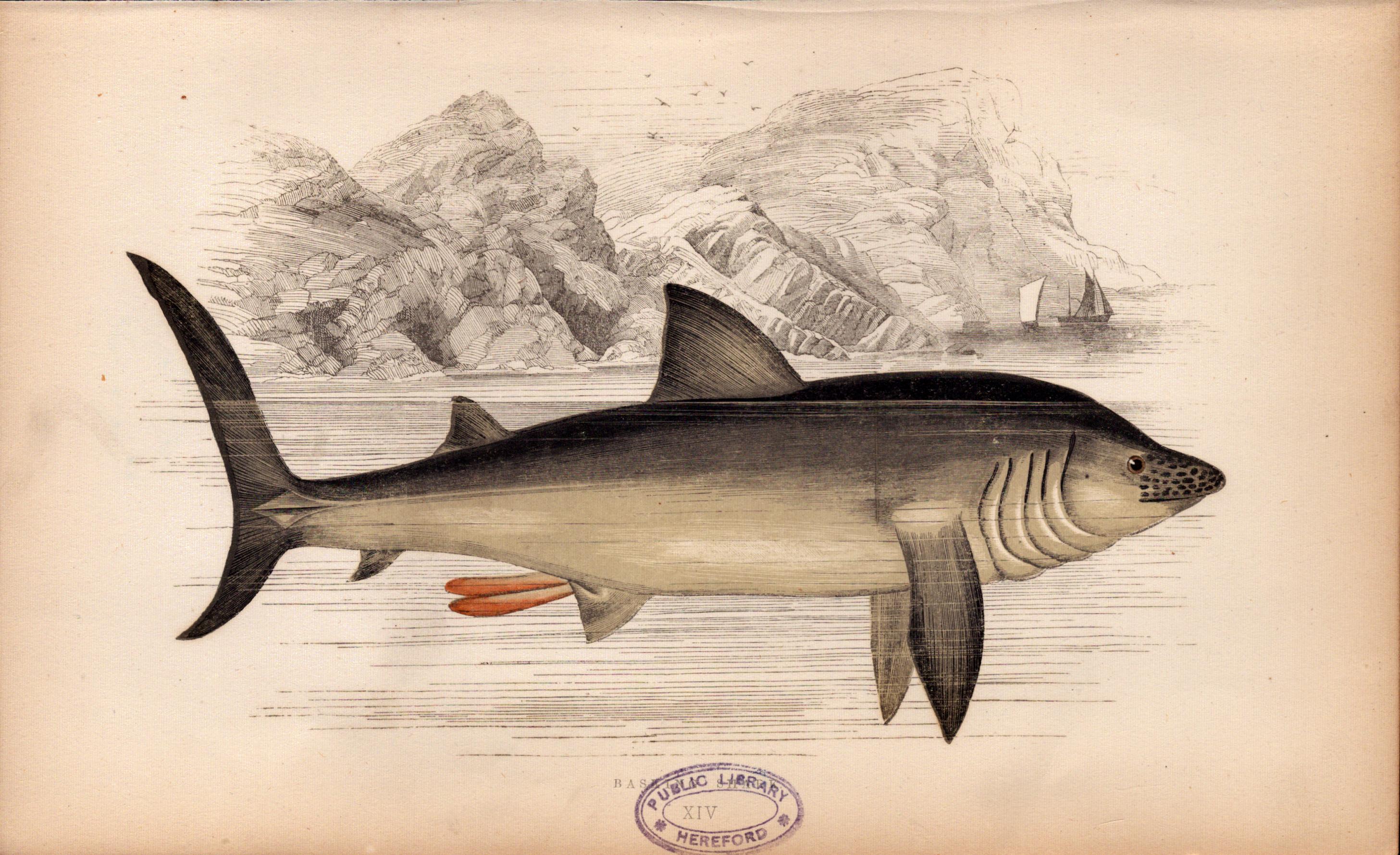 Basking Shark 1869 Antique Johnathan Couch Coloured Engraving.