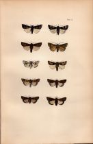 Rev Morris British Moths 1896 Antique Hand-Coloured Lithograph -17.