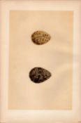 Turnstone Antique Engraving Rev Morris Nests & Eggs-16