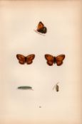 Small Meadow Brown Coloured Antique Butterfly Plate Rev Morris-54.