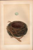 Dunnock Antique Coloured Engraving Rev Morris Nests & Eggs-55.