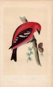 American White-Winged Crossbill Rev Morris Antique History of British Birds Engraving.