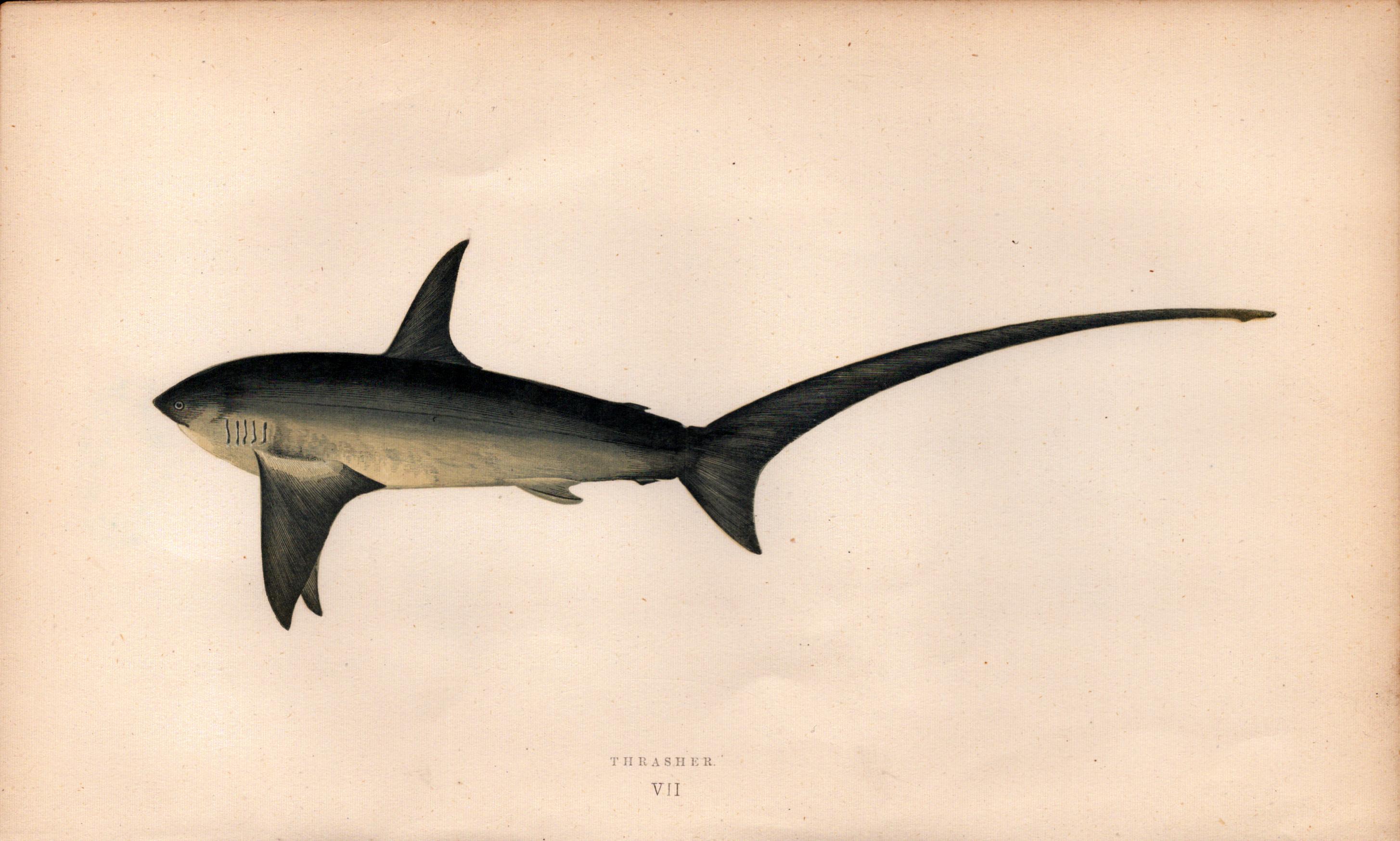 Thraser Shark 1869 Antique Johnathan Couch Coloured Engraving.