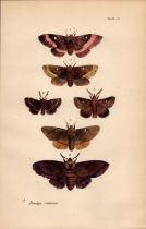 Rev Morris British Moths 1896 Antique Hand-Coloured Lithograph -22