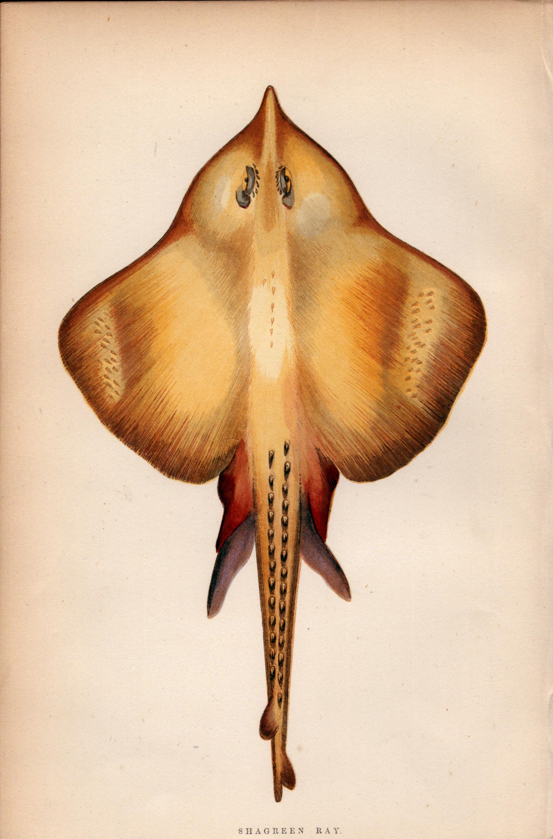 Shargreen Ray 1869 Antique Johnathan Couch Coloured Engraving.